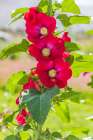 Sarytag-Sughd Province-Tajikistan Hollyhock blossoms in the mountains of Tajikistan Art Print